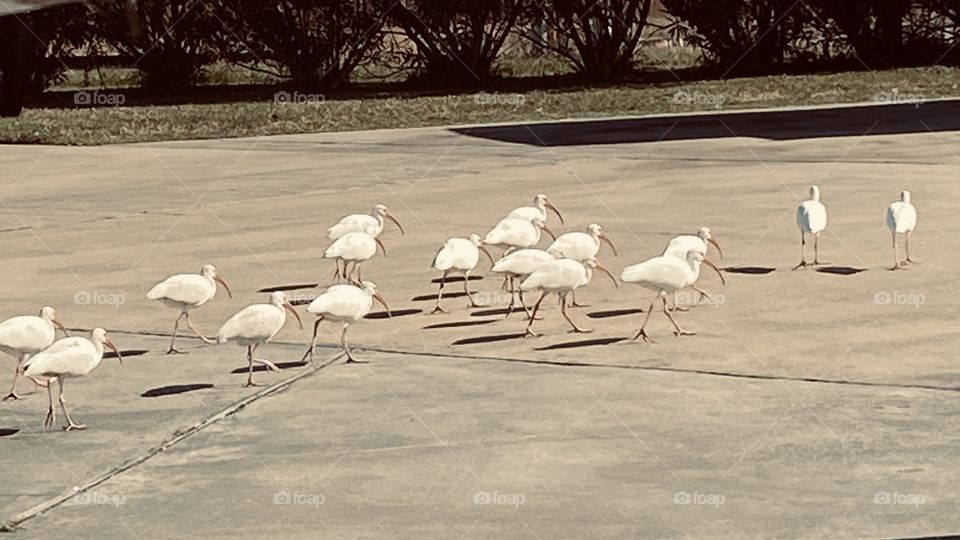 Long Bill Shore Birds casually walking around our RVPark destroying ant piles as they move along. 