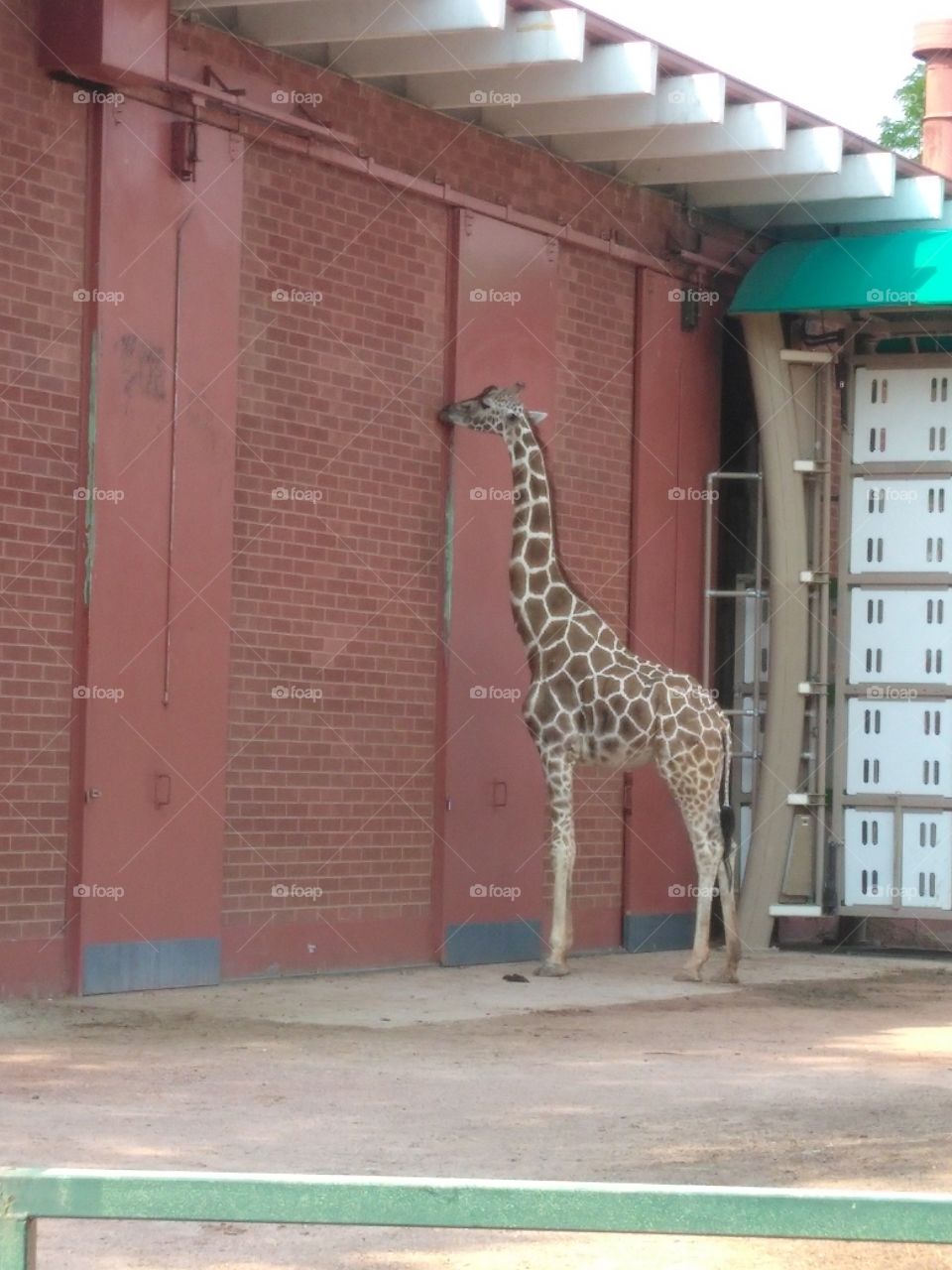 Giraffe licks the... wall?