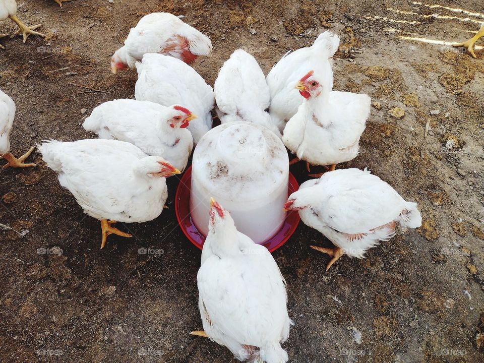 COBB 500 line chickens. Broiler breeding.