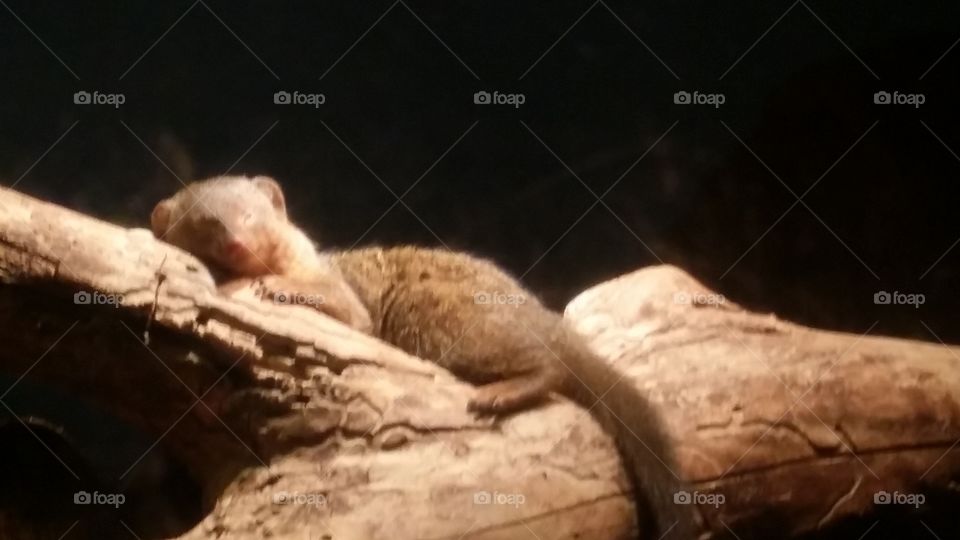 sleeping mongoose closeup