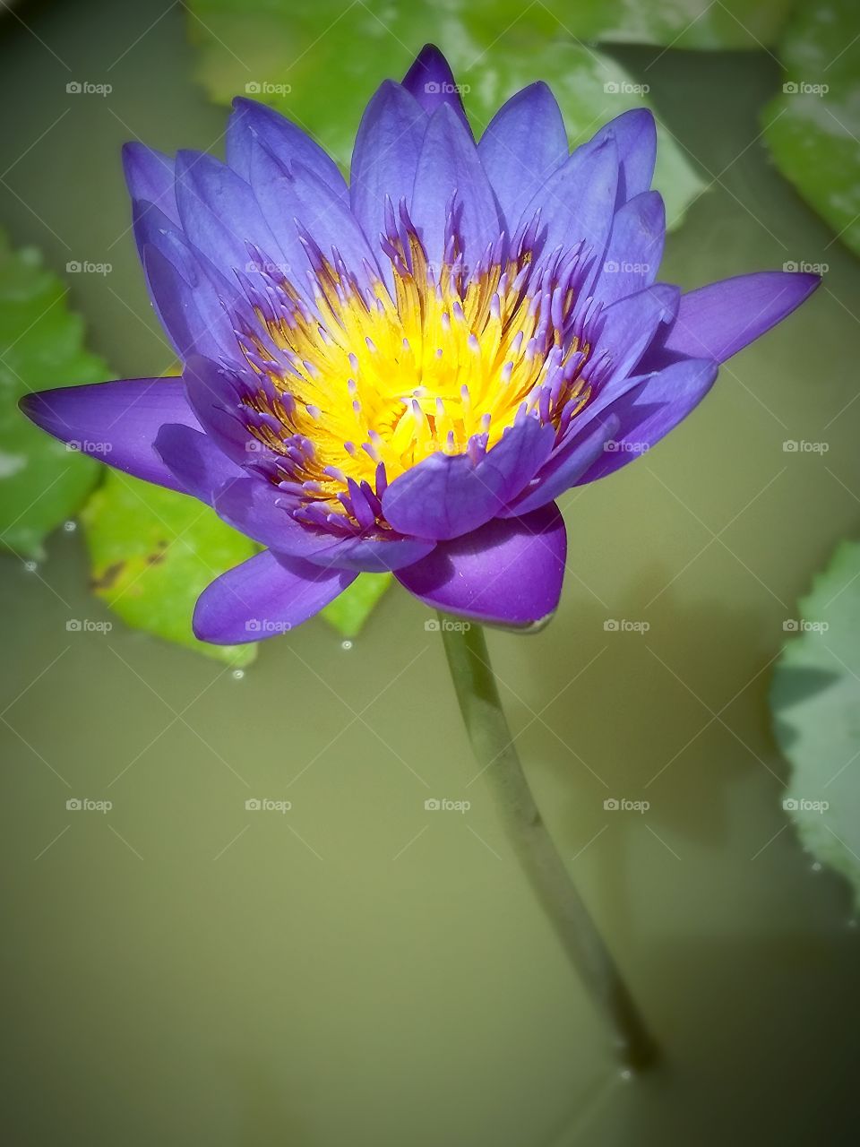 Beauty lotus.. The beauty violet lotus.