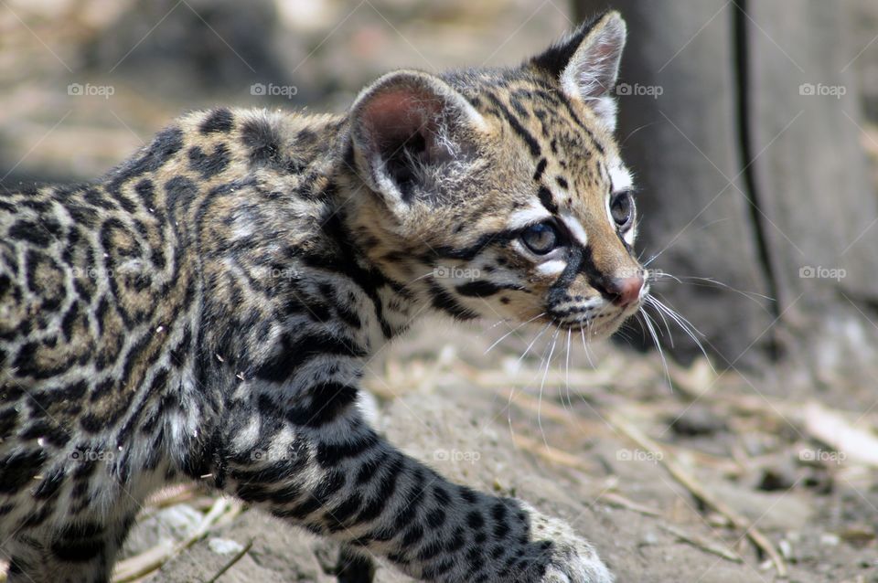 Ocelot cub