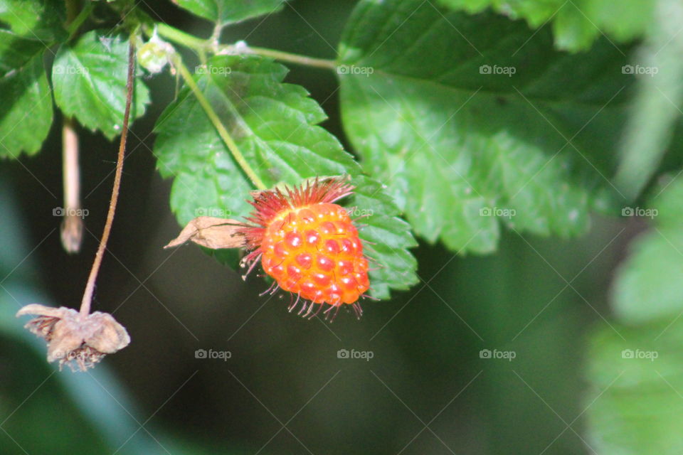 salmonberry