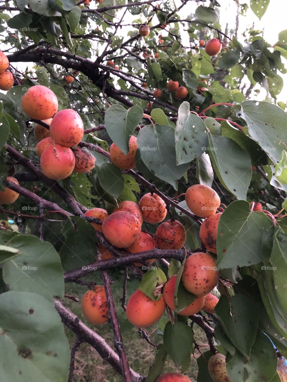 Apricots 