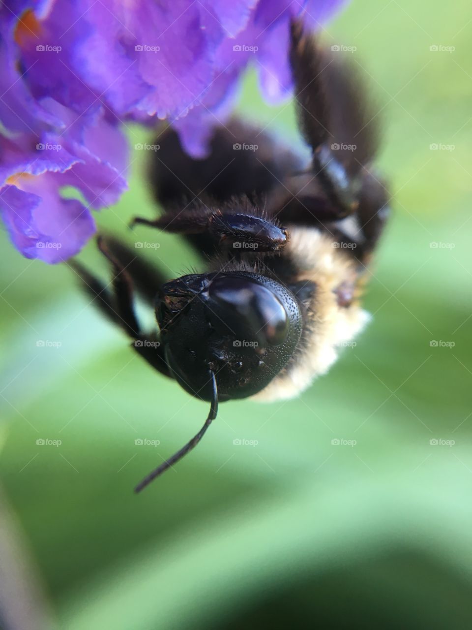 Upside down bumblebee cleaning itself