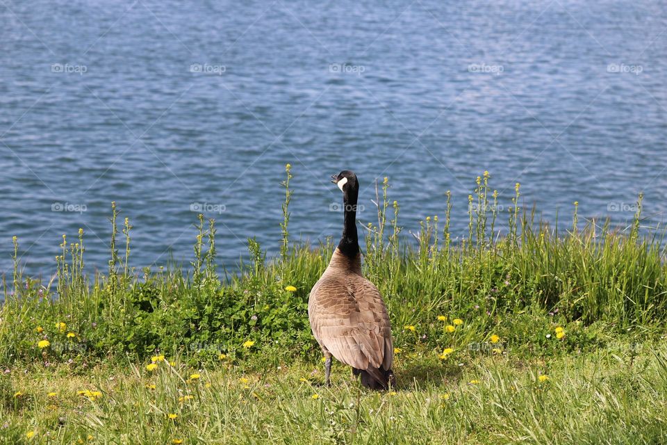 Canadian goose by the shore 