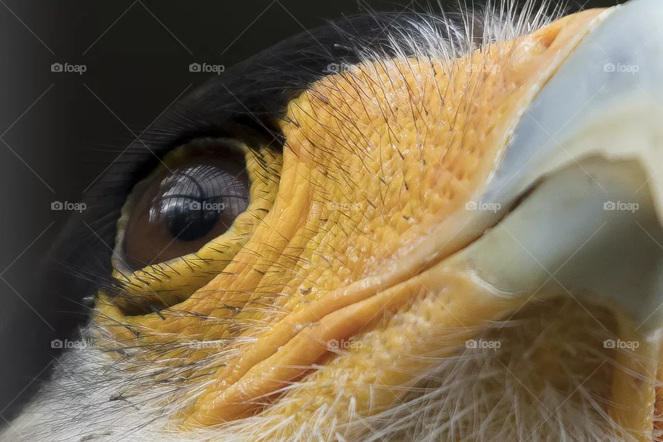 Iguana 
