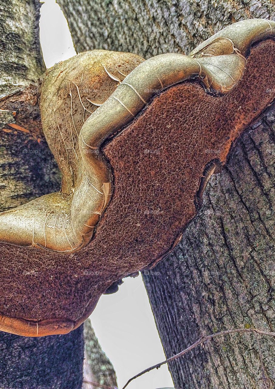 Birch Polypore