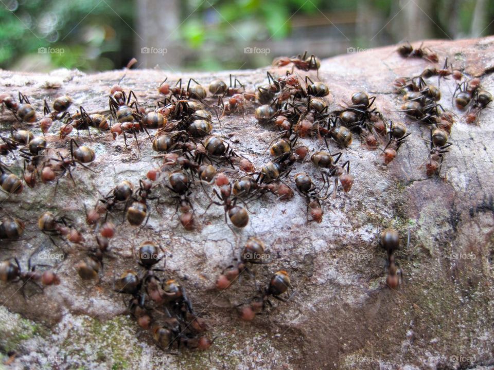 Fire ants in the amazon jungle 