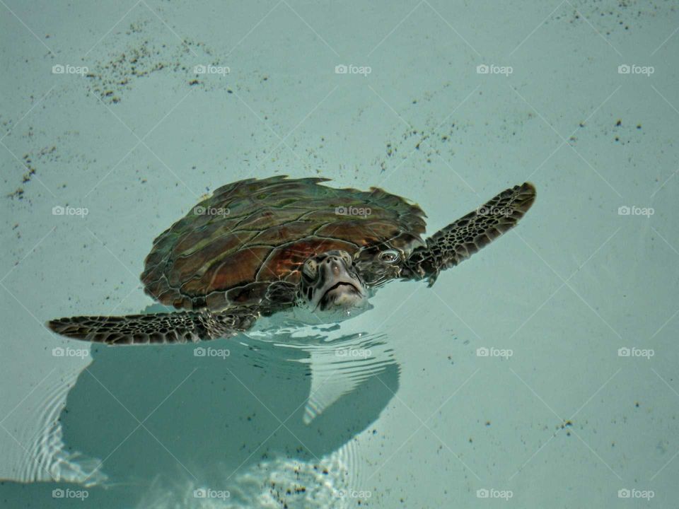 sea turtle