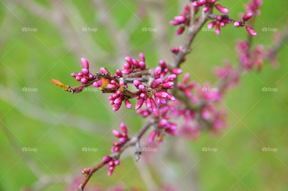 Close-up of pink buds