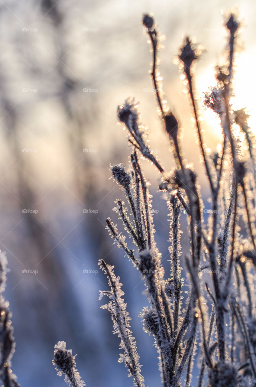 Frozen plants in winter season. Cold weather. Cold light.