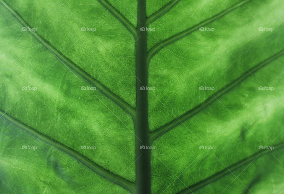 Green leaf pattern, close up