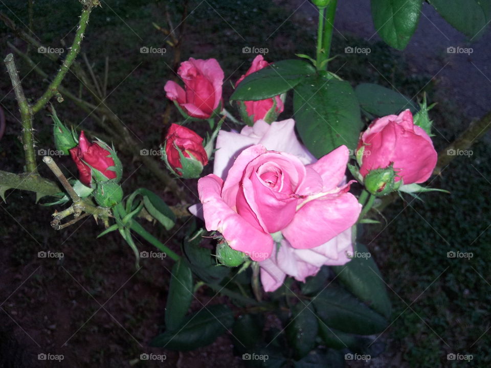 Growing Beautiful Pink Roses 