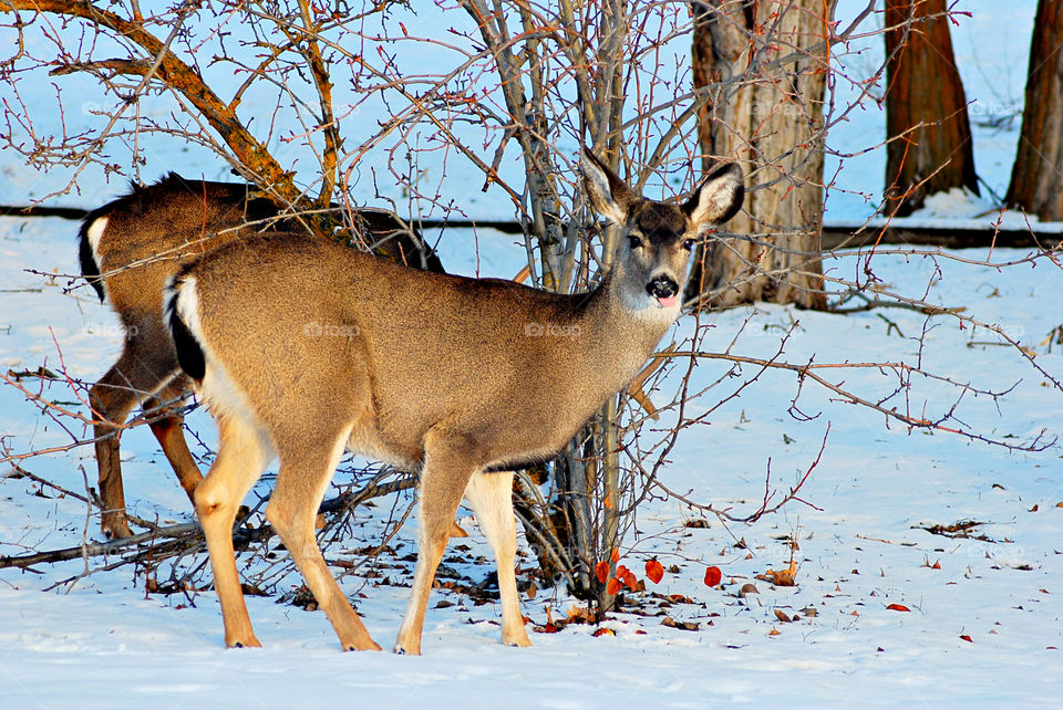 Winter Deer