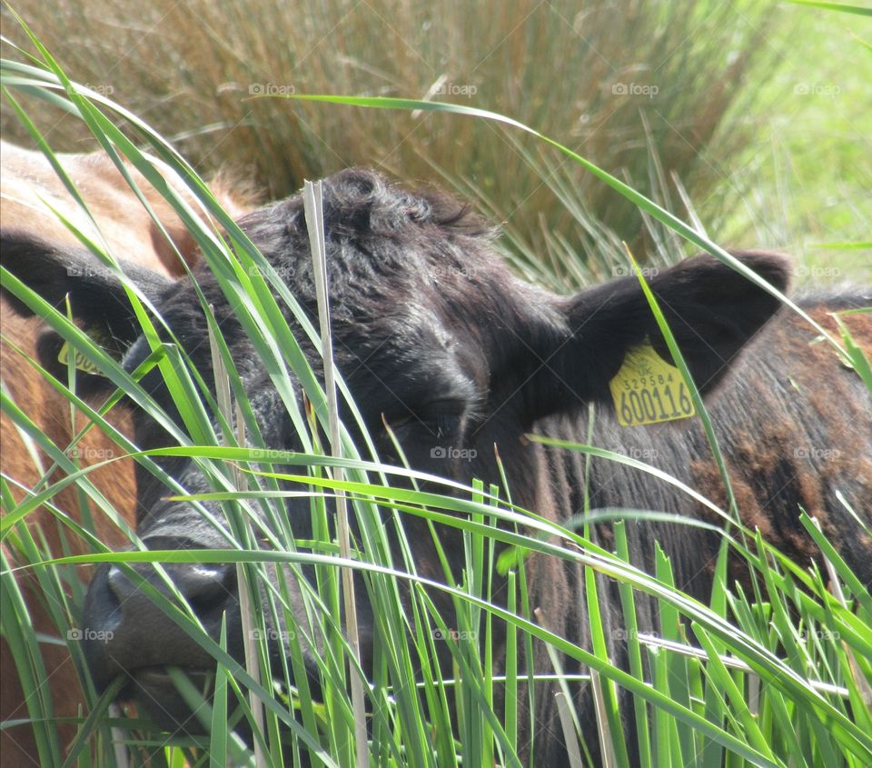 cow grazing at the salt marshes steart and looking very much like hide and seek