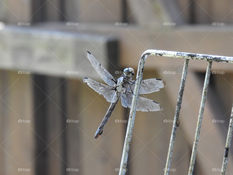 Dragonfly Resting