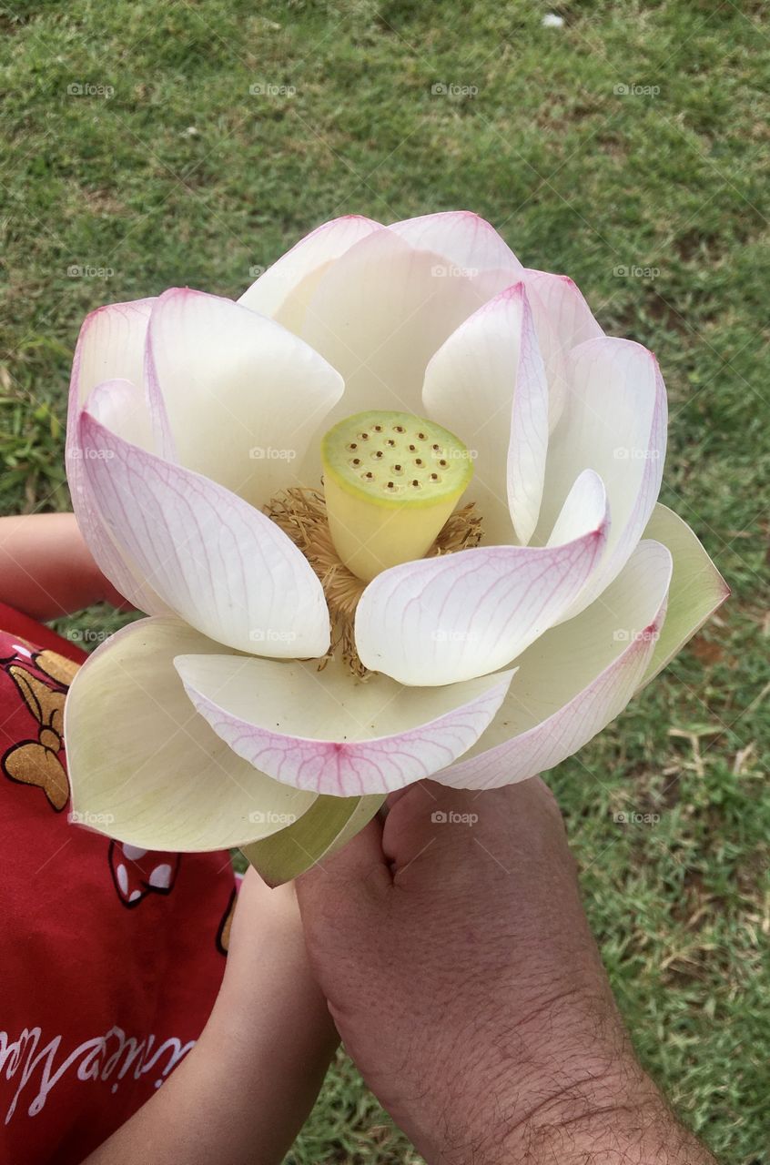 An eccentric vitoria-regia flower, a plant typically from the Amazon region, of unusual beauty. / Uma excêntrica flor de vitória-régia, uma planta tipicamente da região da Amazônia, de beleza incomum.