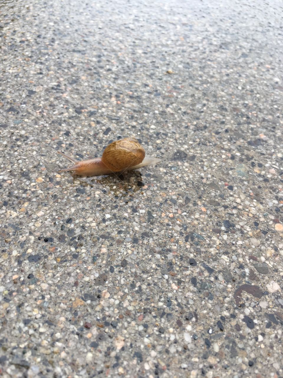 Snail in the rain