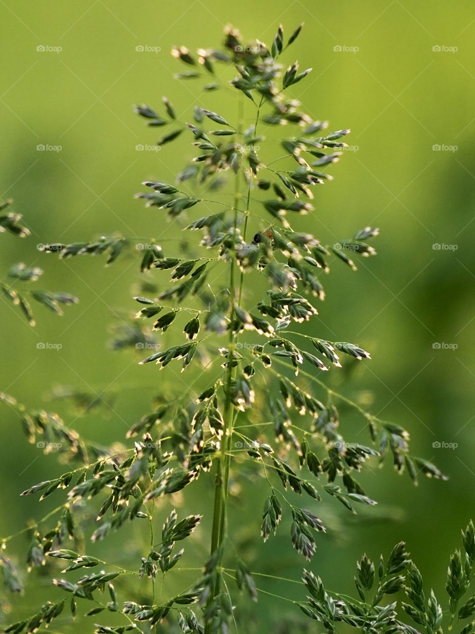 Grassland in the evening sunlight