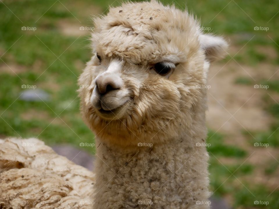 Alpaca face