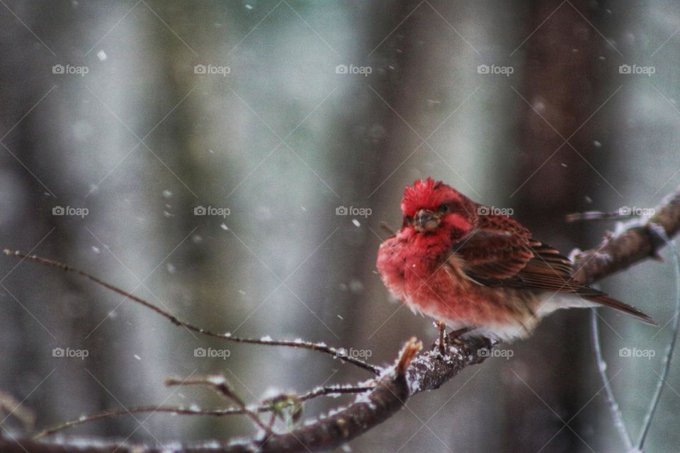 Purple finch sitting on a branch on a snowy Spring day.