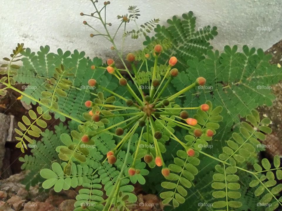 New blossoms in my garden🥰