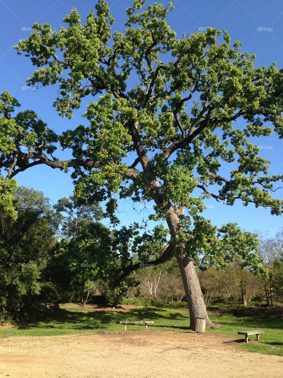 Large bonsai-like tree