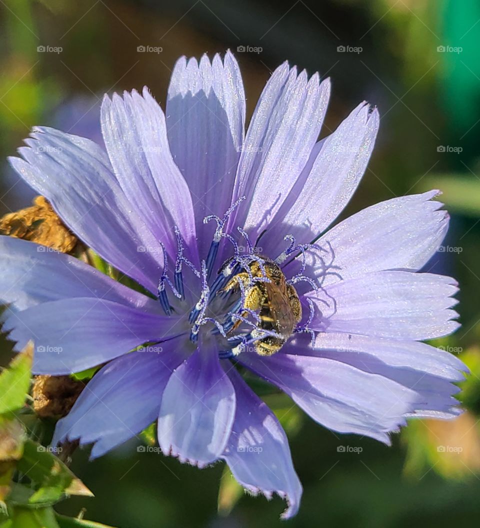 bee covered in pollen