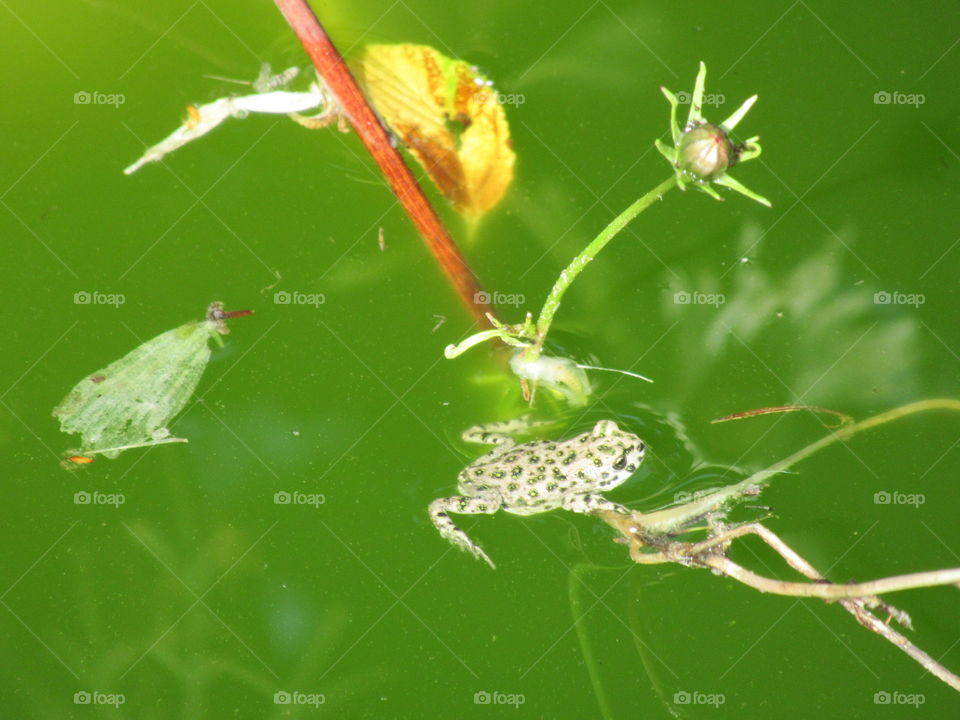 frog in a pond, very, basking in the sun