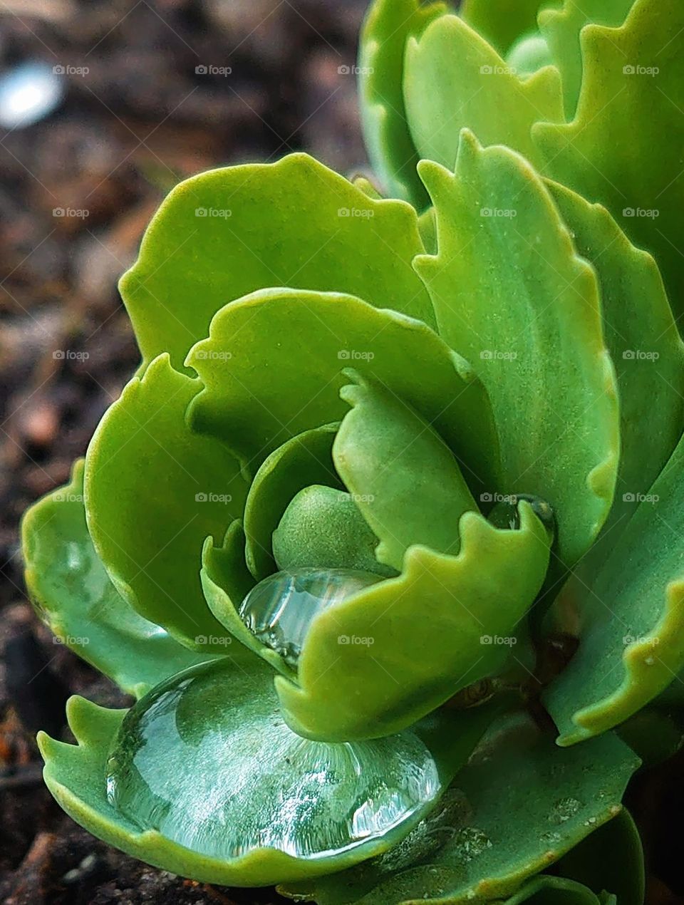 outdoor plant after rain