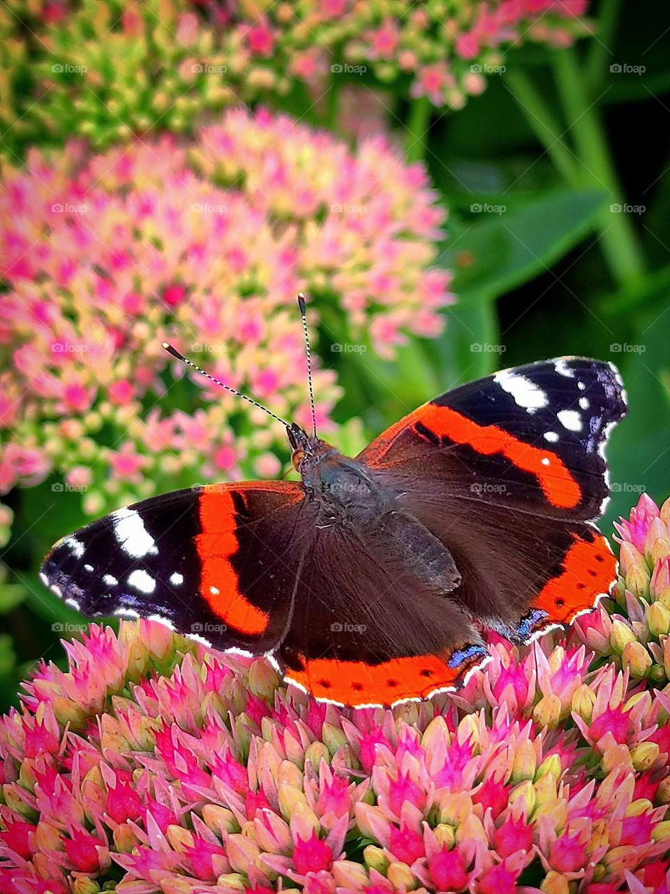 Flowers.  Evers flower inflorescence.  The flowers are bright crimson, star-shaped.  A bright butterfly "Admiral" sits on the flowets