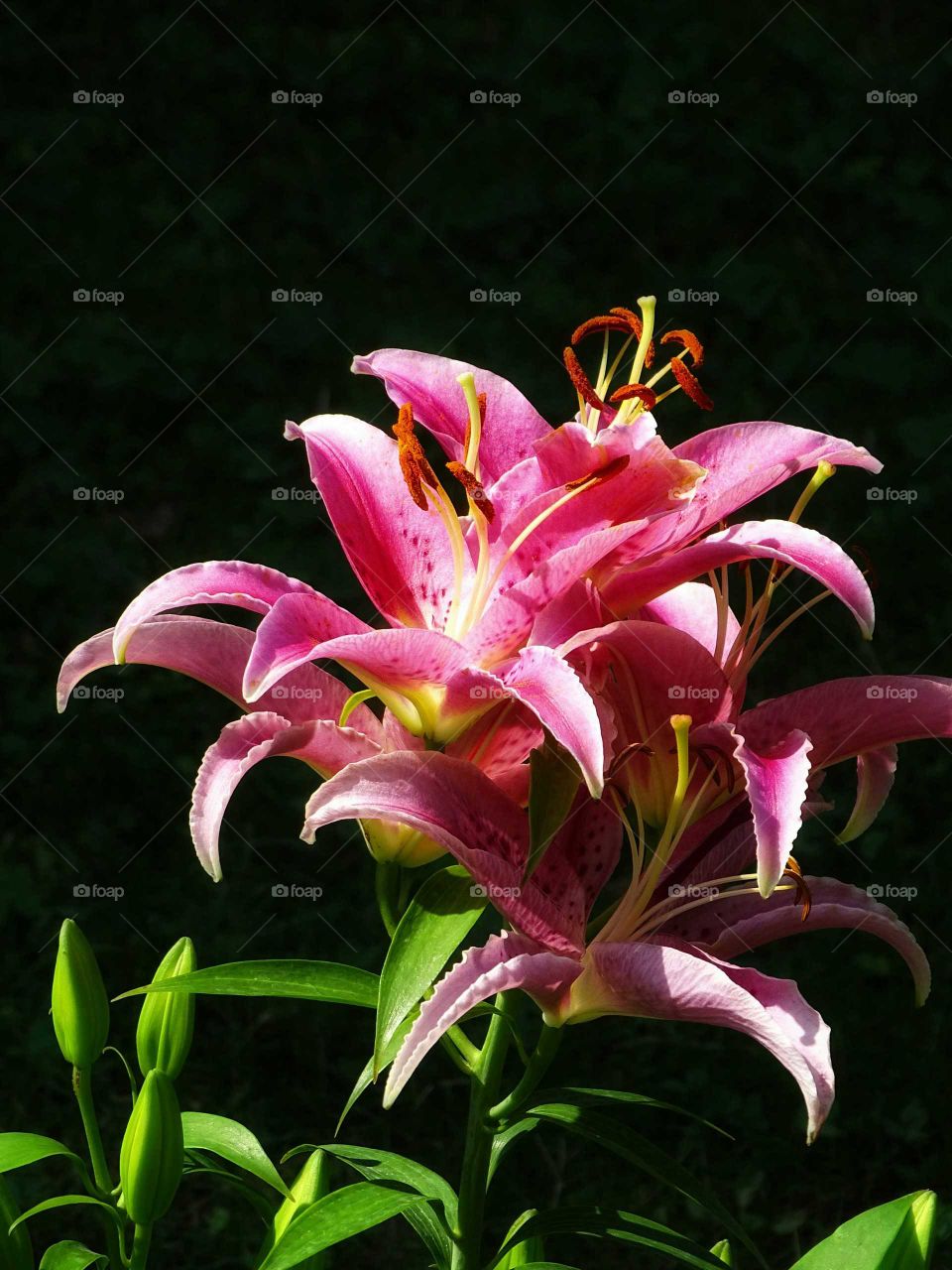 The colorful of the flowers