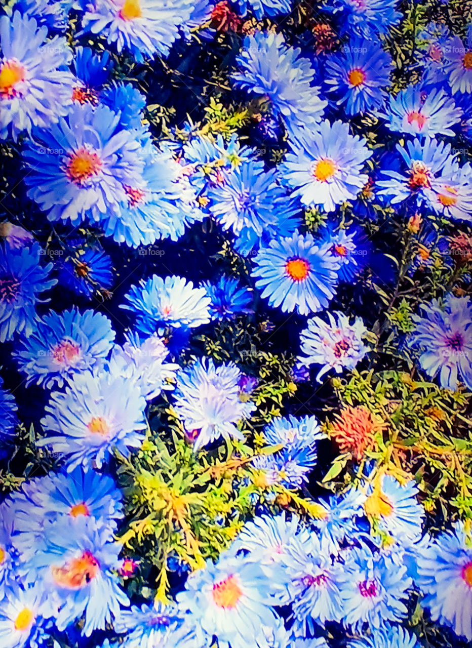 Glade with chamomiles