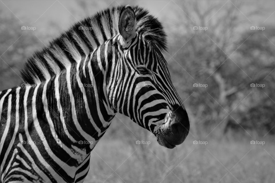 Dazzling zebra