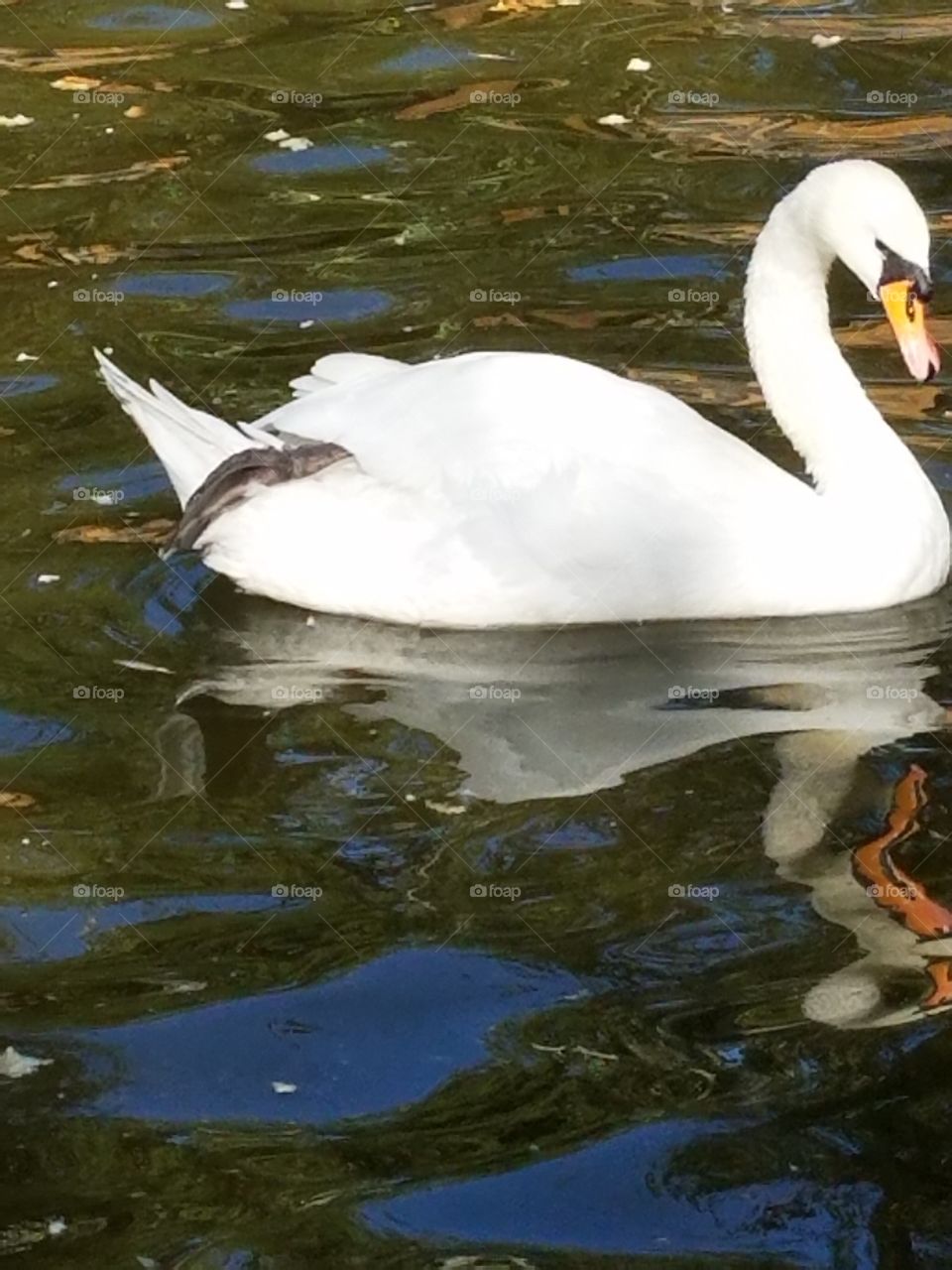 a swan in kuğlu park in Ankara Turkey