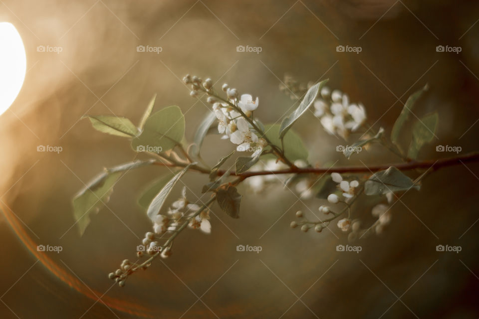 Blossom branch of a bird-cherry tree at sunset