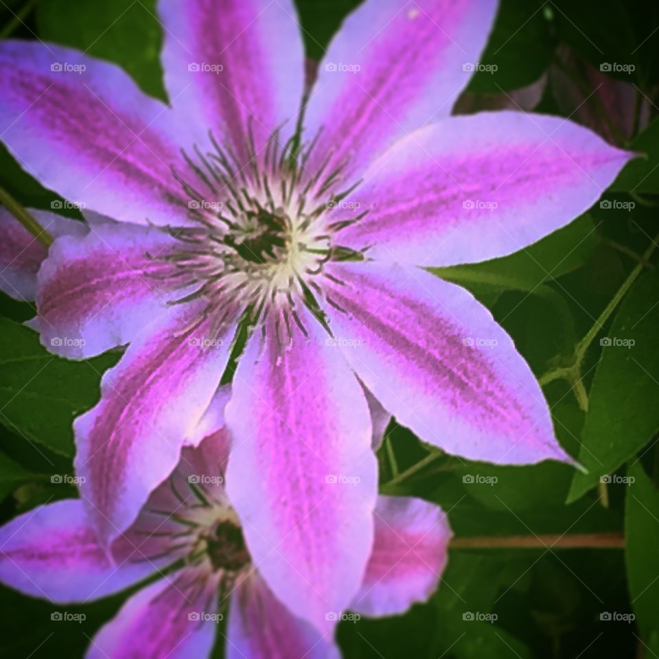 Clematis. Spring purple clematis flower