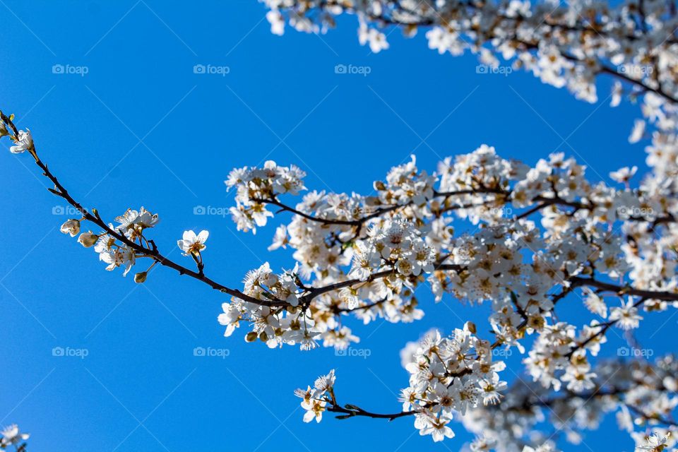 Branches of a white blooming tree