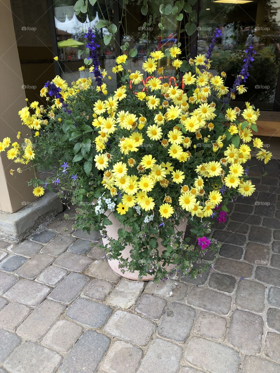 Glorious Yellow flowers in a pot bursting with color.