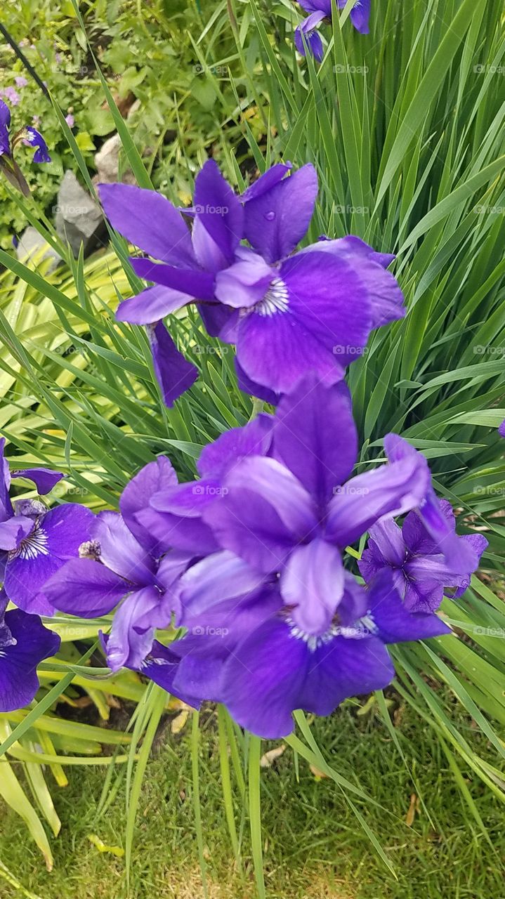 Siberian Iris