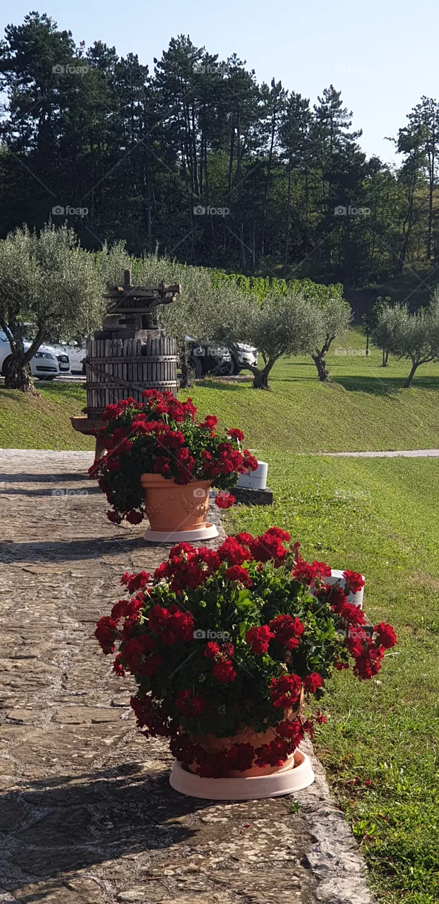 beautiful garden