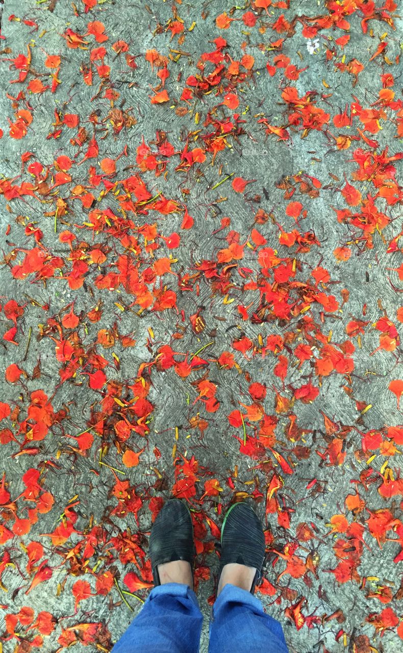 Walking in a sea of orange flowers...