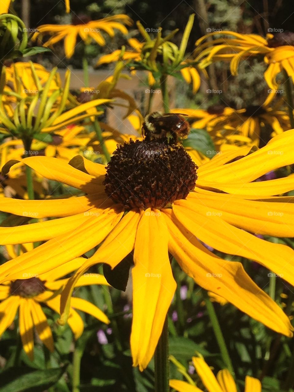 Bee at work