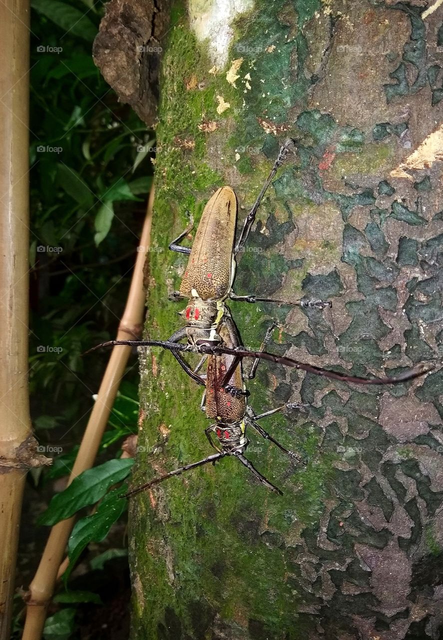 Coconut tree beetles
