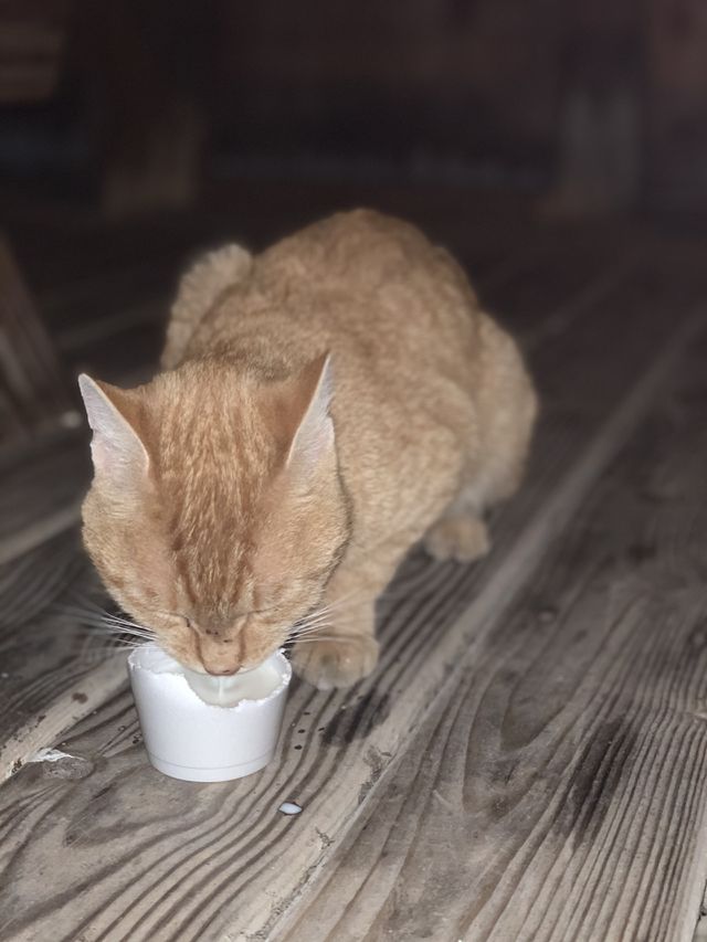 Lost kitty 