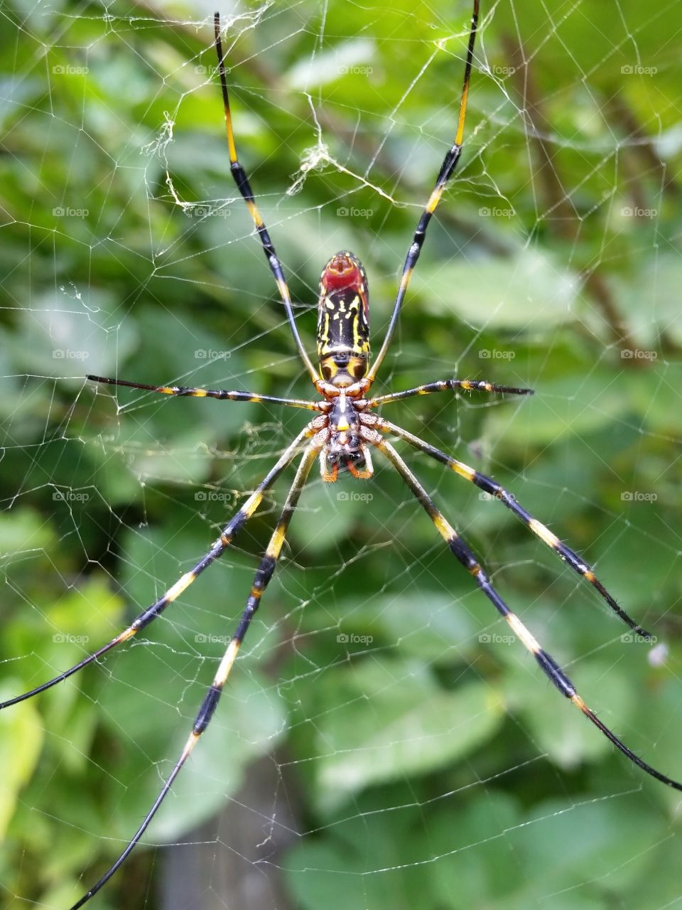 Striped pattern spider