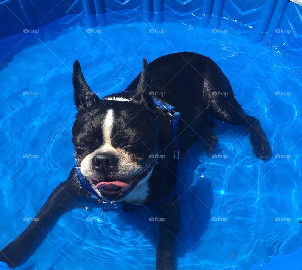 Boston Terrier lounging at the pool, happy as can be.