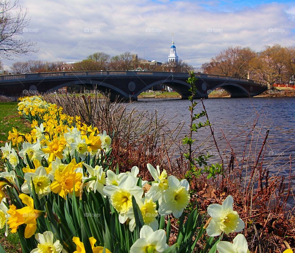Harvard daffodils . Daffodils along the Charles river with the Lowell House tower in the background 