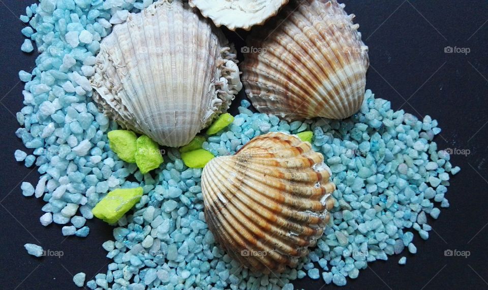 Close-up of seashell against black background